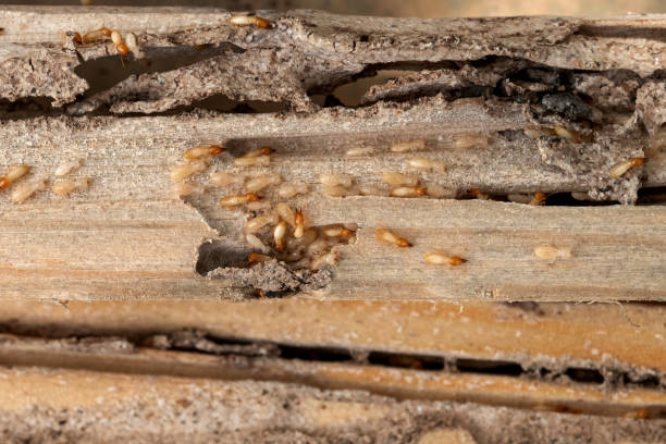 Best Affordable Pest Control Services  in York, PA